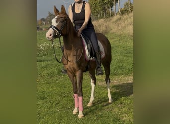 Poney de selle allemand, Jument, 4 Ans, 147 cm, Alezan dun