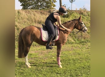 Poney de selle allemand, Jument, 4 Ans, 147 cm, Alezan dun