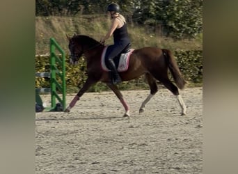 Poney de selle allemand, Jument, 4 Ans, 147 cm, Alezan dun