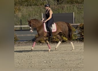 Poney de selle allemand, Jument, 4 Ans, 147 cm, Alezan dun