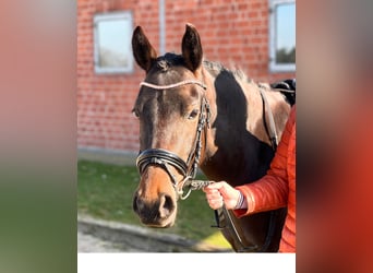 Poney de selle allemand, Jument, 4 Ans, 147 cm, Bai brun foncé