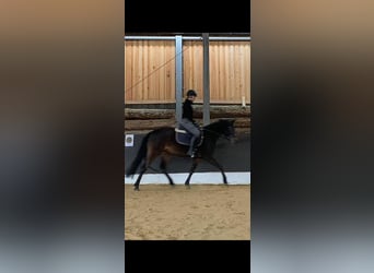 Poney de selle allemand, Jument, 4 Ans, 147 cm, Bai