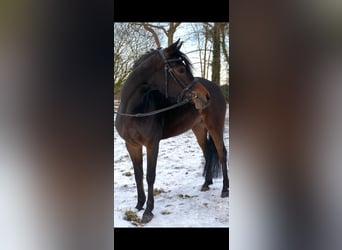 Poney de selle allemand, Jument, 4 Ans, 147 cm, Bai