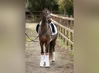 Poney de selle allemand, Jument, 4 Ans, 147 cm, Bai