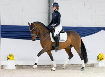 Poney de selle allemand, Jument, 4 Ans, 147 cm, Bai