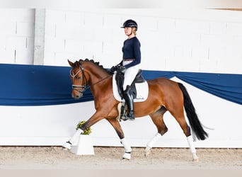 Poney de selle allemand, Jument, 4 Ans, 147 cm, Bai
