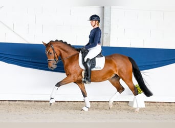 Poney de selle allemand, Jument, 4 Ans, 147 cm, Bai