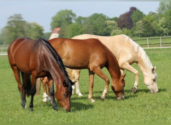 Poney de selle allemand, Jument, 4 Ans, 147 cm, Bai