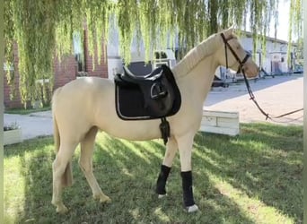 Poney de selle allemand, Jument, 4 Ans, 147 cm, Cremello