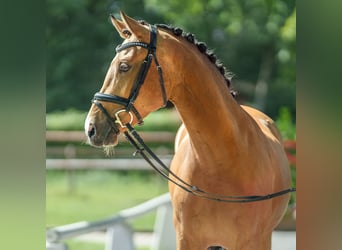 Poney de selle allemand, Jument, 4 Ans, 147 cm, Gris (bai-dun)