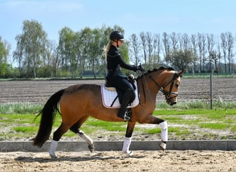 Poney de selle allemand, Jument, 4 Ans, 147 cm, Isabelle