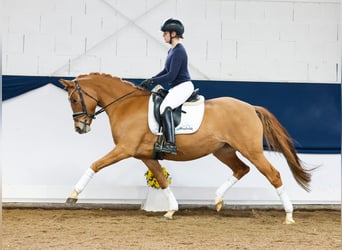 Poney de selle allemand, Jument, 4 Ans, 147 cm, Isabelle