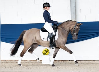 Poney de selle allemand, Jument, 4 Ans, 147 cm, Isabelle