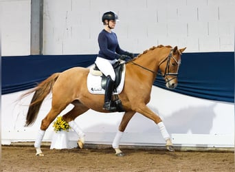 Poney de selle allemand, Jument, 4 Ans, 147 cm, Isabelle