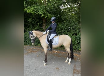 Poney de selle allemand, Jument, 4 Ans, 147 cm, Isabelle