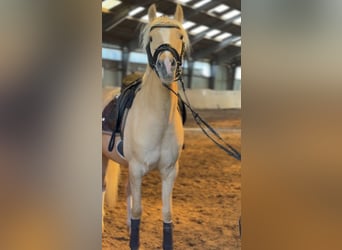 Poney de selle allemand, Jument, 4 Ans, 147 cm, Palomino