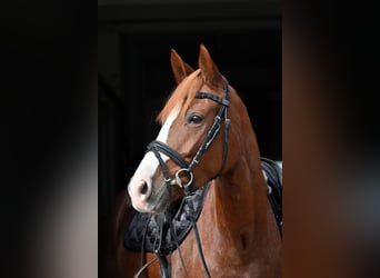 Poney de selle allemand, Jument, 4 Ans, 148 cm, Alezan