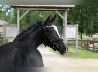 Poney de selle allemand, Jument, 4 Ans, 148 cm, Bai brun