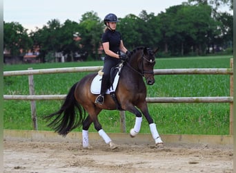 Poney de selle allemand, Jument, 4 Ans, 148 cm, Bai brun