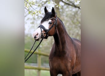 Poney de selle allemand, Jument, 4 Ans, 148 cm, Bai