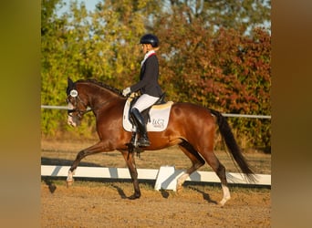 Poney de selle allemand, Jument, 4 Ans, 148 cm, Bai