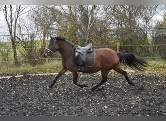 Poney de selle allemand, Jument, 4 Ans, 148 cm, Bai