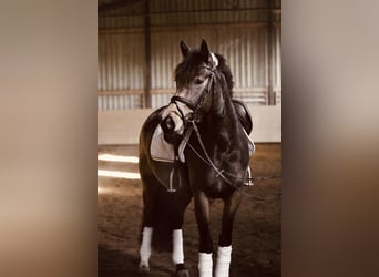 Poney de selle allemand, Jument, 4 Ans, 148 cm, Buckskin