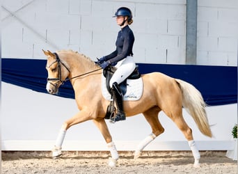 Poney de selle allemand, Jument, 4 Ans, 148 cm, Palomino