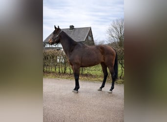 Poney de selle allemand, Jument, 4 Ans, 149 cm, Bai