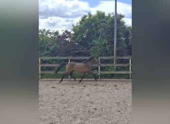 Poney de selle allemand, Jument, 4 Ans, 150 cm, Isabelle