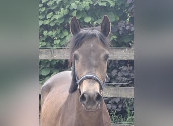 Poney de selle allemand, Jument, 4 Ans, 150 cm, Isabelle