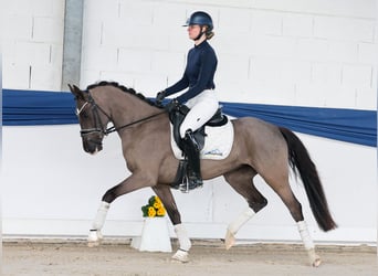 Poney de selle allemand, Jument, 4 Ans, 150 cm, Noir