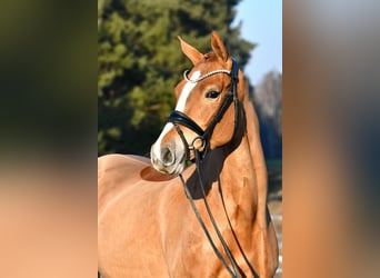 Poney de selle allemand, Jument, 4 Ans, 151 cm, Alezan