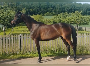 Poney de selle allemand Croisé, Jument, 4 Ans, 151 cm, Bai brun foncé
