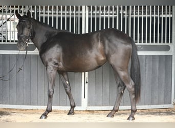 Poney de selle allemand, Jument, 4 Ans, 152 cm, Noir