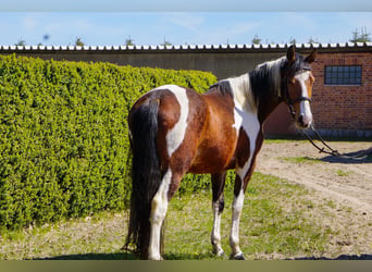 Poney de selle allemand Croisé, Jument, 4 Ans, 152 cm, Pinto