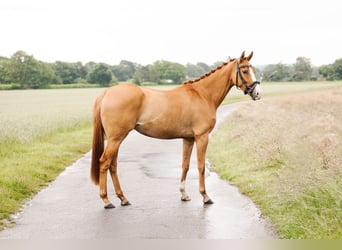 Poney de selle allemand, Jument, 4 Ans, 153 cm, Alezan