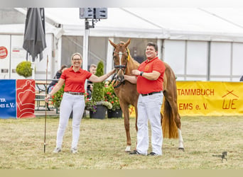 Poney de selle allemand, Jument, 4 Ans, 153 cm, Alezan