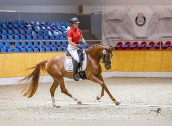 Poney de selle allemand, Jument, 4 Ans, 153 cm, Alezan