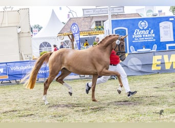Poney de selle allemand, Jument, 4 Ans, 153 cm, Alezan