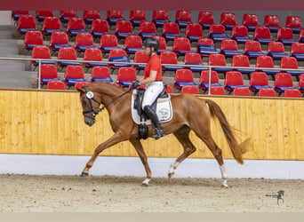 Poney de selle allemand, Jument, 4 Ans, 153 cm, Alezan