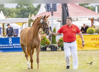 Poney de selle allemand, Jument, 4 Ans, 153 cm, Alezan