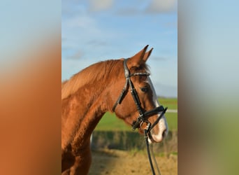 Poney de selle allemand, Jument, 4 Ans, 153 cm, Alezan