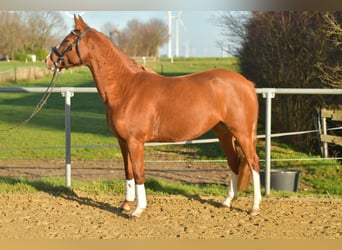 Poney de selle allemand, Jument, 4 Ans, 153 cm, Alezan