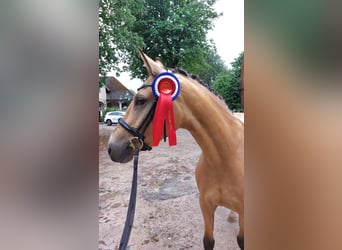 Poney de selle allemand, Jument, 4 Ans, 153 cm, Buckskin