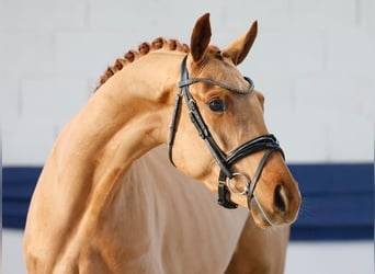 Poney de selle allemand, Jument, 4 Ans, 155 cm, Alezan