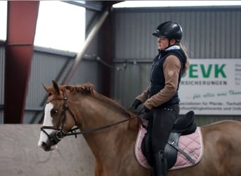 Poney de selle allemand, Jument, 4 Ans, 156 cm, Alezan