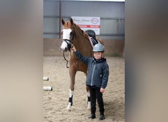 Poney de selle allemand, Jument, 4 Ans, 156 cm, Alezan
