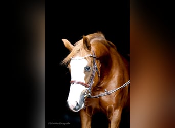 Poney de selle allemand, Jument, 4 Ans, 156 cm, Alezan