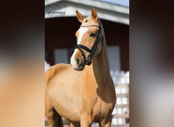 Poney de selle allemand, Jument, 5 Ans, 131 cm, Palomino